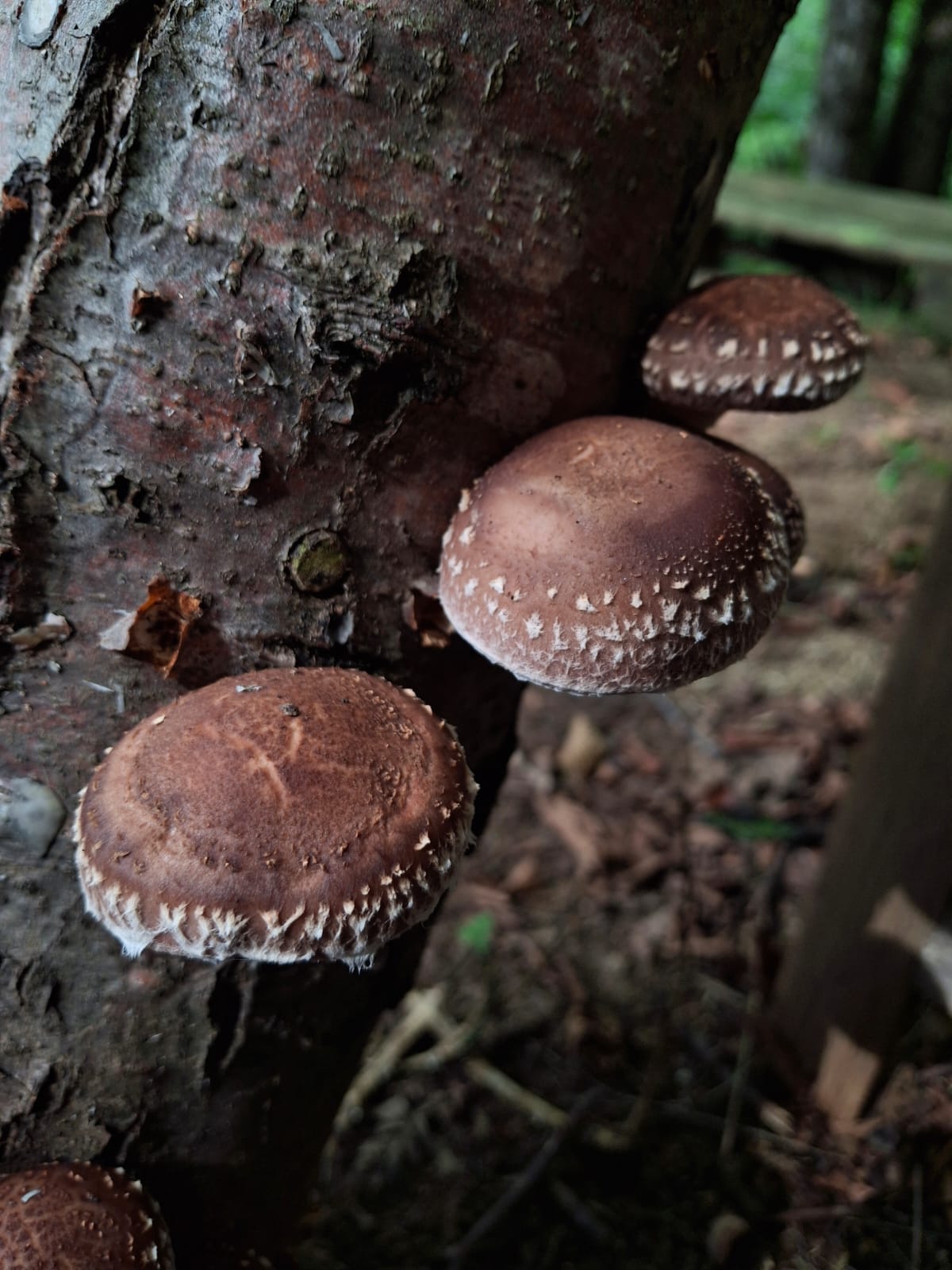 Tronchetto per coltivare funghi Shiitake