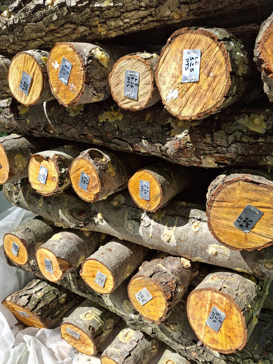 Primo articolo del blog: funghi, natura e connessioni