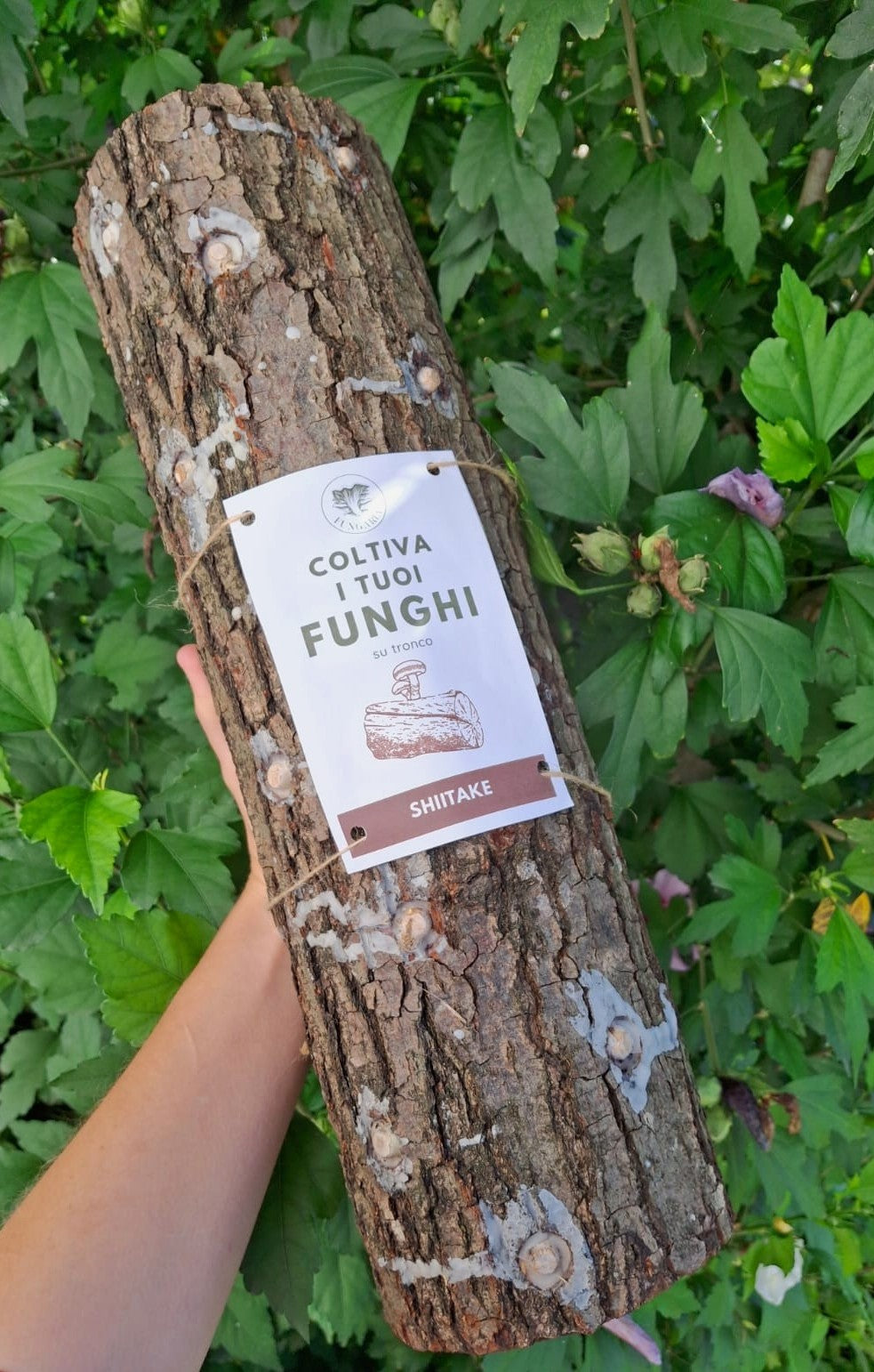 Tronchetto per coltivare funghi Shiitake