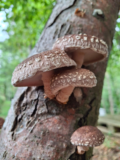 Tronchetto per coltivare funghi Shiitake
