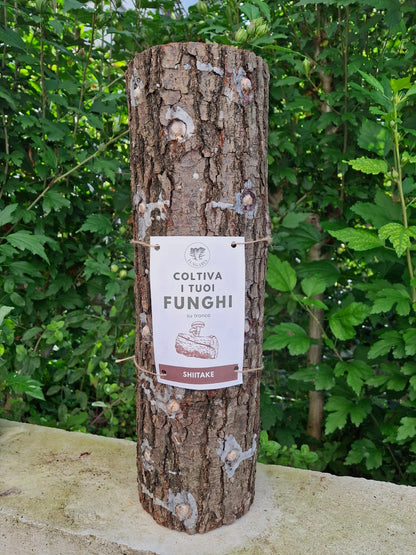 Tronchetto per coltivare funghi Shiitake