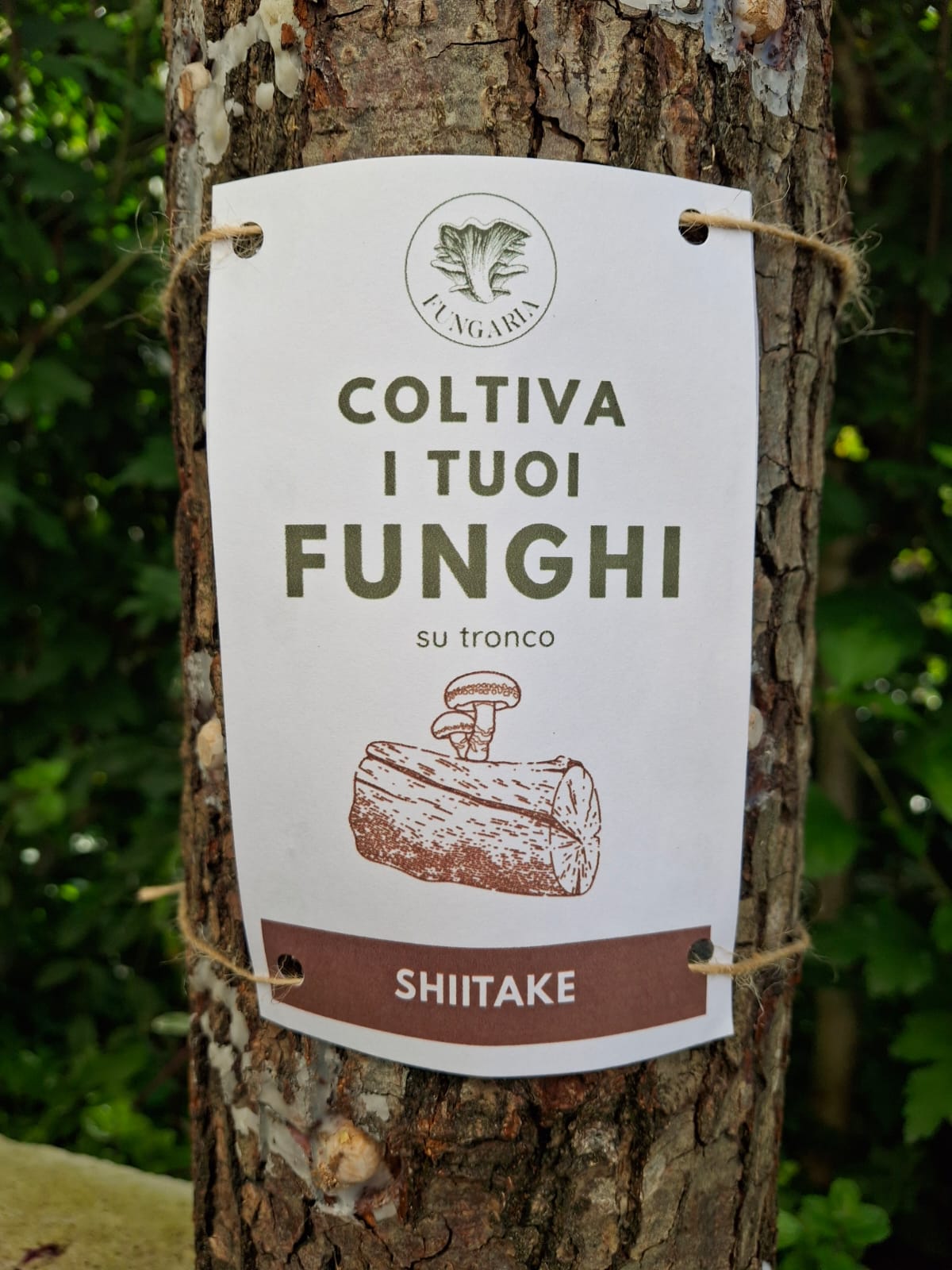 Tronchetto per coltivare funghi Shiitake