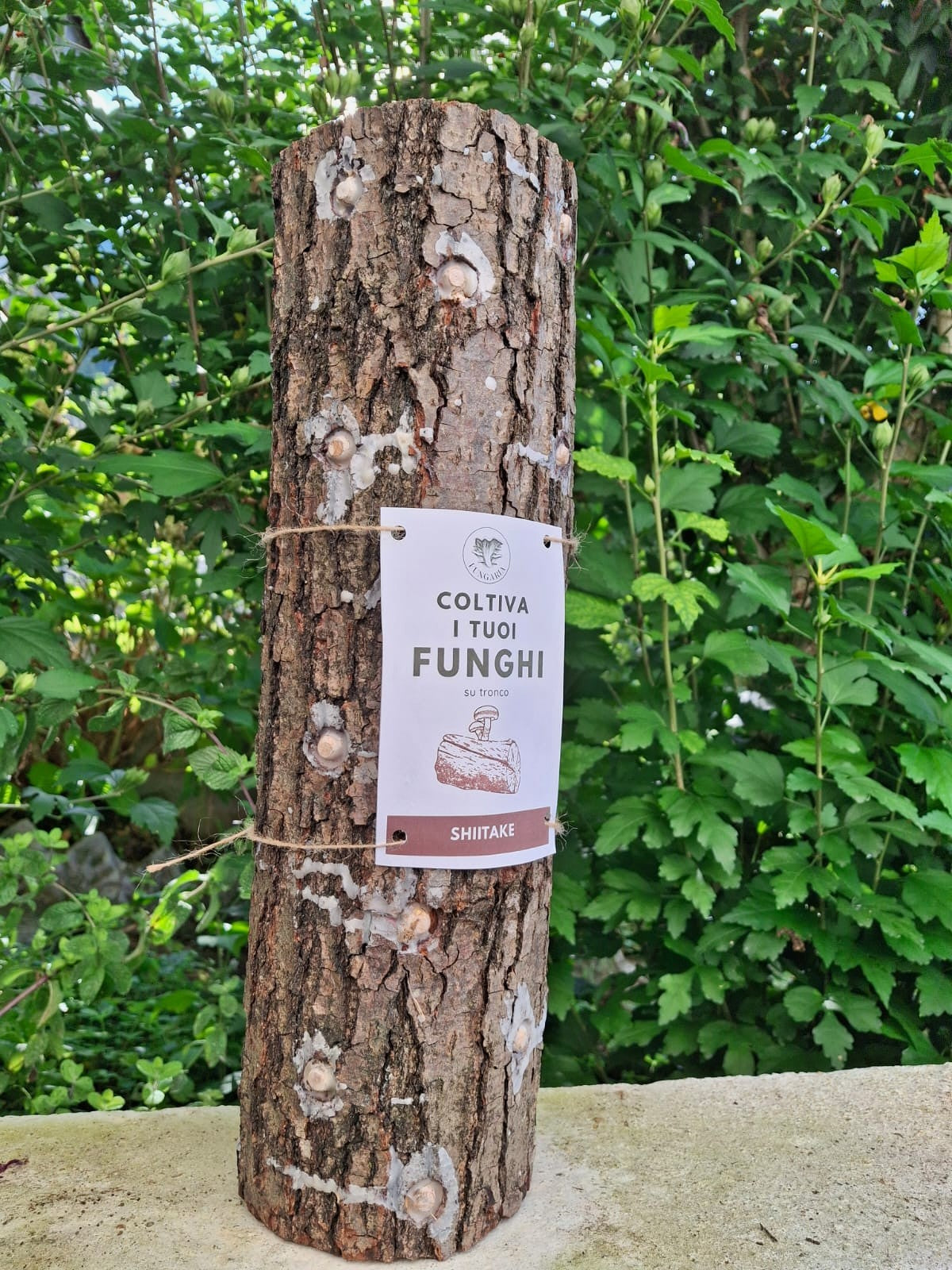 Tronchetto per coltivare funghi Shiitake