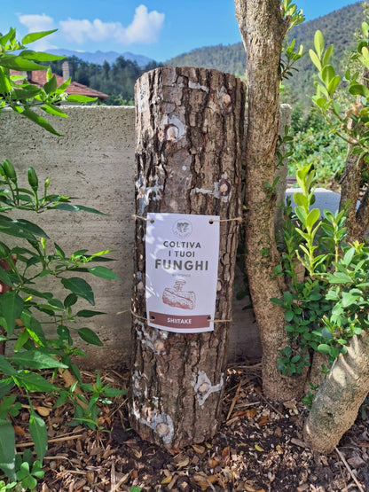Tronchetto per coltivare funghi Shiitake